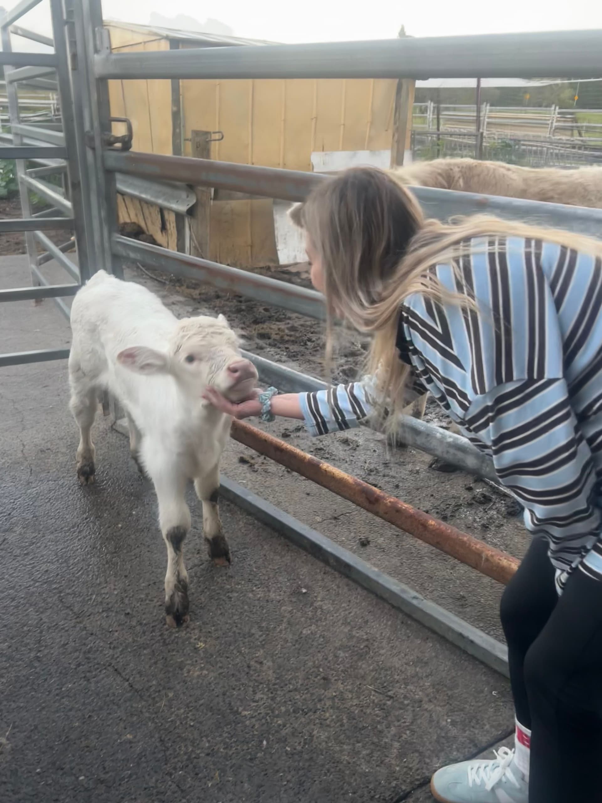 I want to pat a cow, I’ve always loved cows and it’s been on my bucket list forever